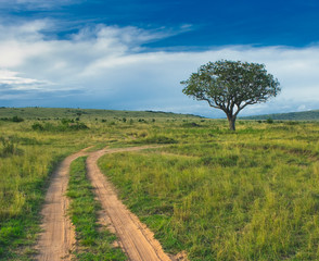 Fototapeta premium countryside landscape, tree standing in the field