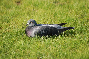 Obraz premium pigeon