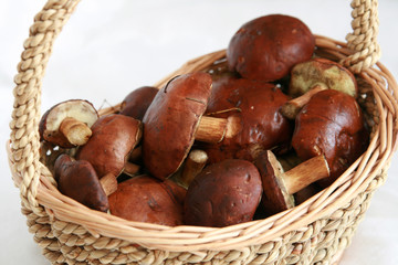 basket full of mushrooms