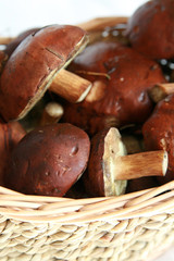 basket full of mushrooms