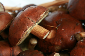 basket full of mushrooms