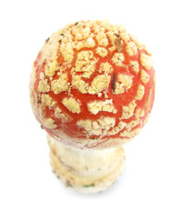 Fly Agaric Amanita muscaria mushroom