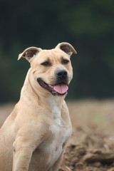 Portrait d'un Amstaff souriant