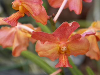 fleurs d'orchid&eacute;e papillon