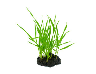 Grow from the earth - isolated on white