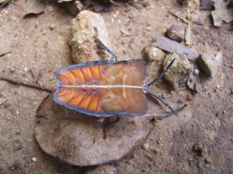 Phasmatodea