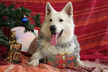 Espoir d'un os dans le paquet cadeau pour Noël
