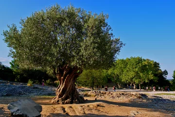 Deurstickers Olijfboom olivier centenaire