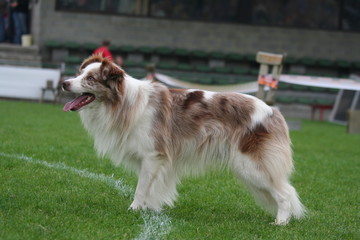 Charmante border collie de profil © Dogs