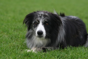 petite fatigue du border collie
