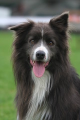 Fototapeta premium A gauche de cette oreille là...