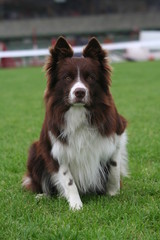 Vivacité d'un chien sur la pelouse d'un stade