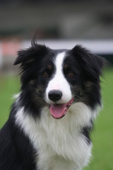portrait d'un border collie noir et blanc attendrissant