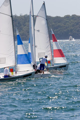 A number of sail boats coming together on Sydney Harbour