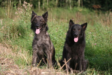 Duo Berger Hollandais assis