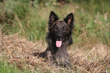 Vigilant chien bringé tirant la langue