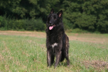 Berger Hollandais assis