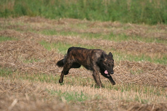 Chien marathonien apr&egrave;s trois heures de course