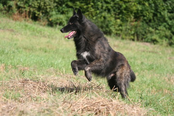 Tonus et vivacité d'un chien dynamique