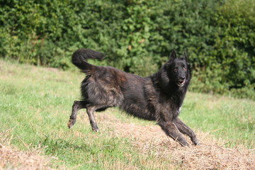 Berger Hollandais tonique