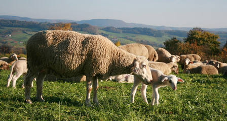 Obraz premium Schaf und Lamm