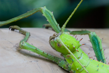 Malayische Gespensterschrecke Kopf
