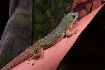 Blauer Taggecko
