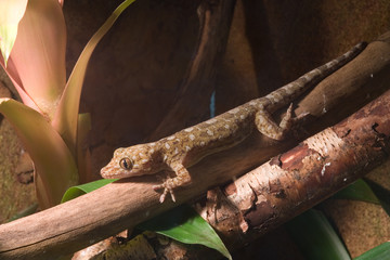 Marmorgecko komplett