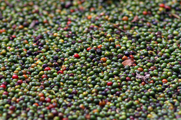 Grüner Pfeffer Madagaskar 01