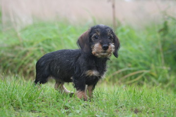 petit teckel qui se promene