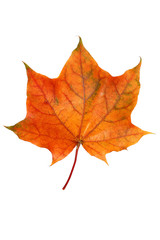 autumn leaf isolated
