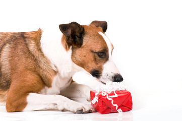 a cute dog in front of white background with a christmas gift
