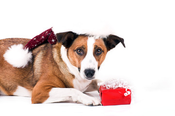 a cute dog in front of white background with a christmas gift