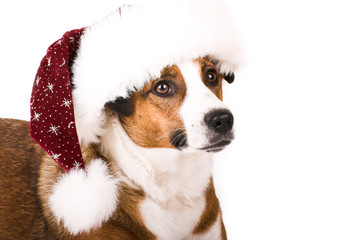 a cute dog in front of white background with a christmas hat - 10029788