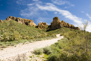 scenic view of the Sonoran desert wilderness in Arizona