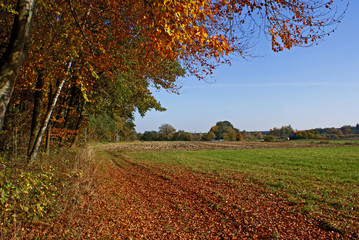 Naklejka premium autumn landscape 2