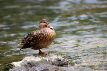 Canard sur la rivière