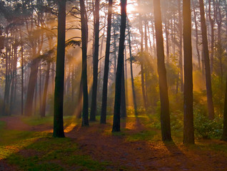 Dawn of coniferous forest