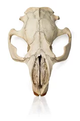 Zelfklevend Fotobehang Beaver skull © Konstyantyn Sulima