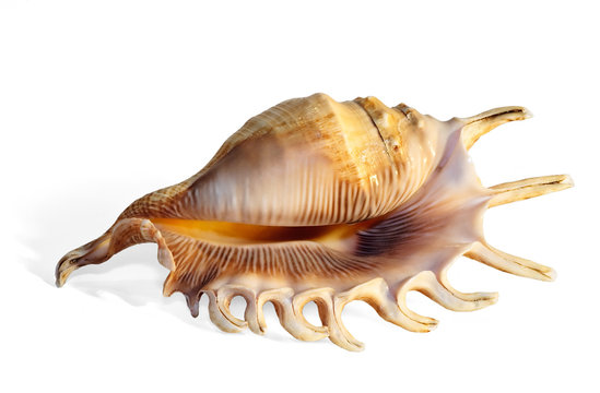Magnificent sea shell  isolated