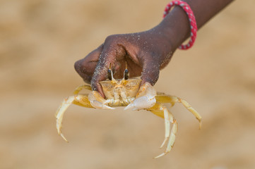 Crab caught by kid