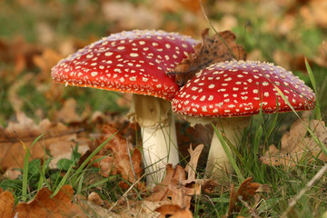 Two toadstools too close together