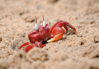 Red crab on beach