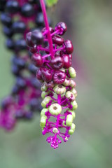 Waldfrucht 2