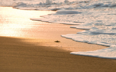 Crab at tide zone during sunrise