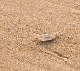 Sandy crab