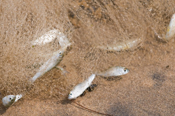 Caught fish in net