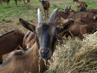 Ziege an der Futterkrippe