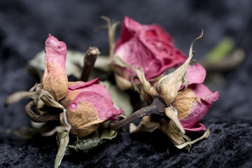 Verwelkte Rosen als Metapher für Vergänglichkeit