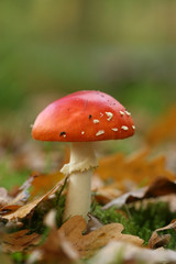 Toadstool